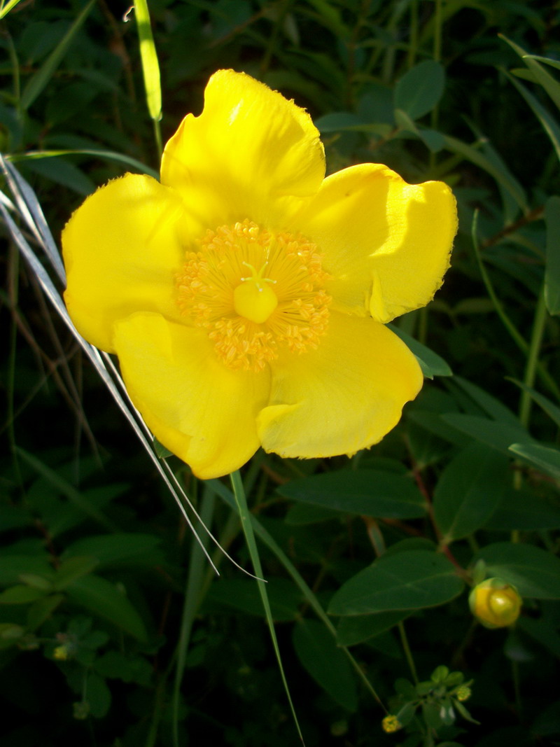 Hypericum calycinum